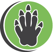 Strive Skunk Removal