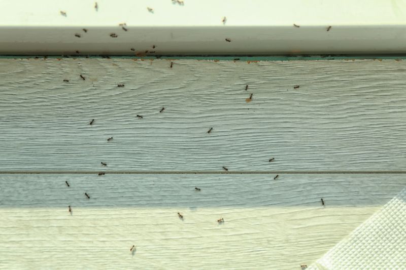 Ant Control Service in Mckinney, TX