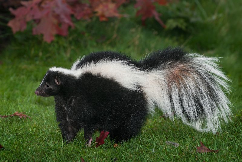 Health Risks Associated With Skunks