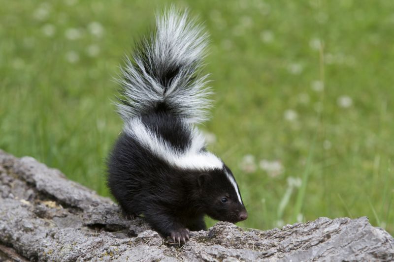 How Skunks Damage Lawns, Foundations, And Outdoor Spaces