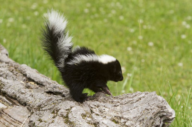 Signs You Have A Skunk Living Under Your Home Or Shed