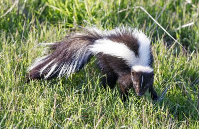 Skunk Burrowing Habits And Their Impact On Properties