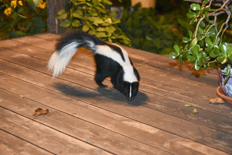 Skunk Burrowing Habits And Their Impact On Properties