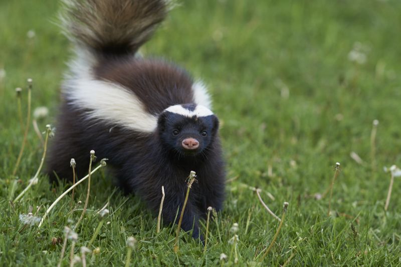 Skunk Burrowing Habits And Their Impact On Properties