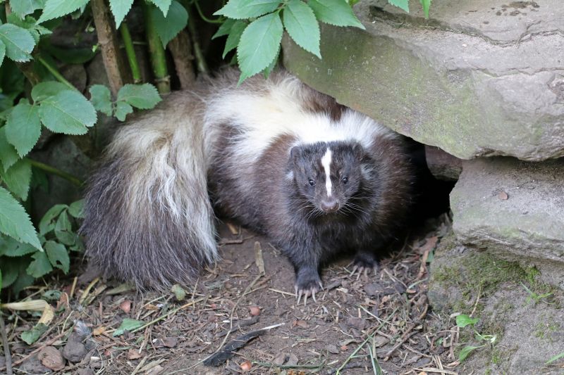 Skunk Burrowing Habits And Their Impact On Properties