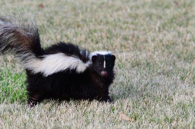 Skunk Removal Cost Guide — Cost of Skunk Removal