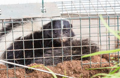 Skunk Removal Cost Guide — Cost of Skunk Removal