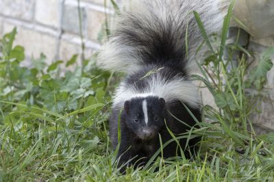 Skunk Removal Cost Guide — Cost of Skunk Removal