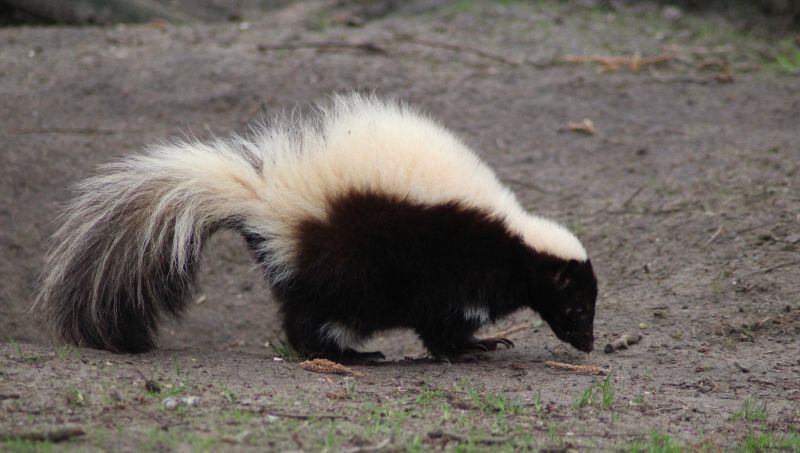 Skunk Removal