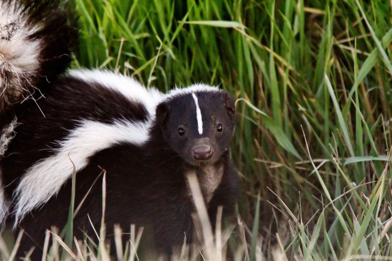 Skunk Removal