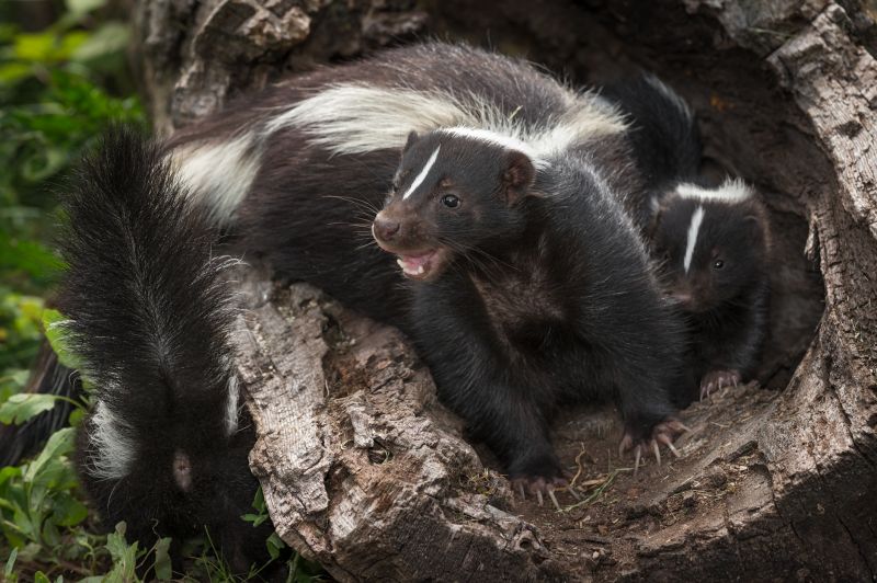 Skunk Removal