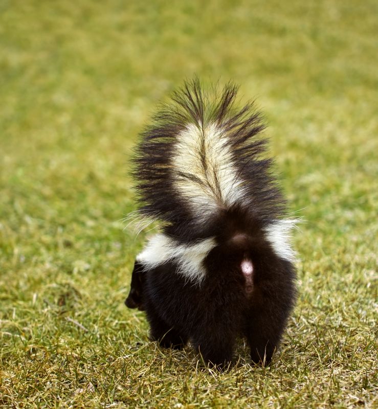 What Makes Skunks Choose Crawl Spaces For Denning