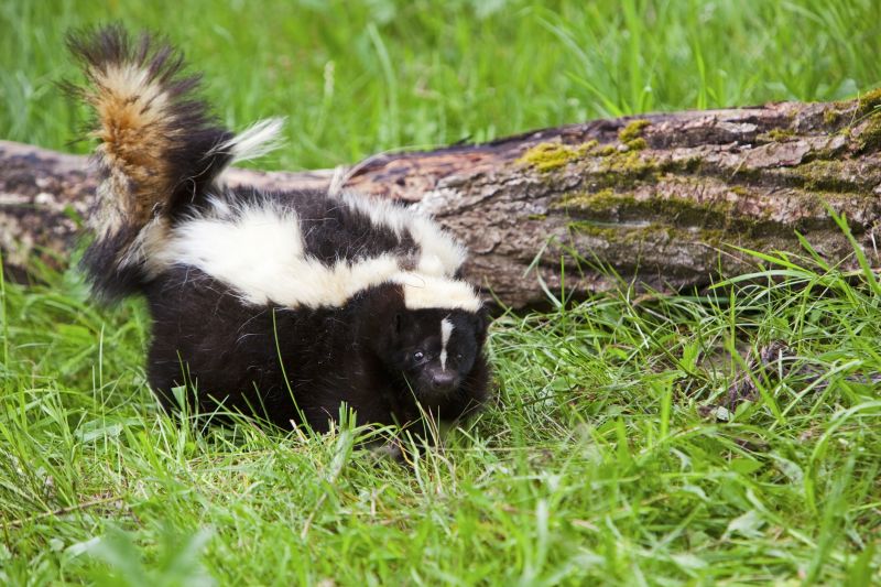 What To Do When Skunks Burrow Under Your Home Or Deck