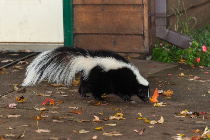 Skunk Activity Peaks in Spring