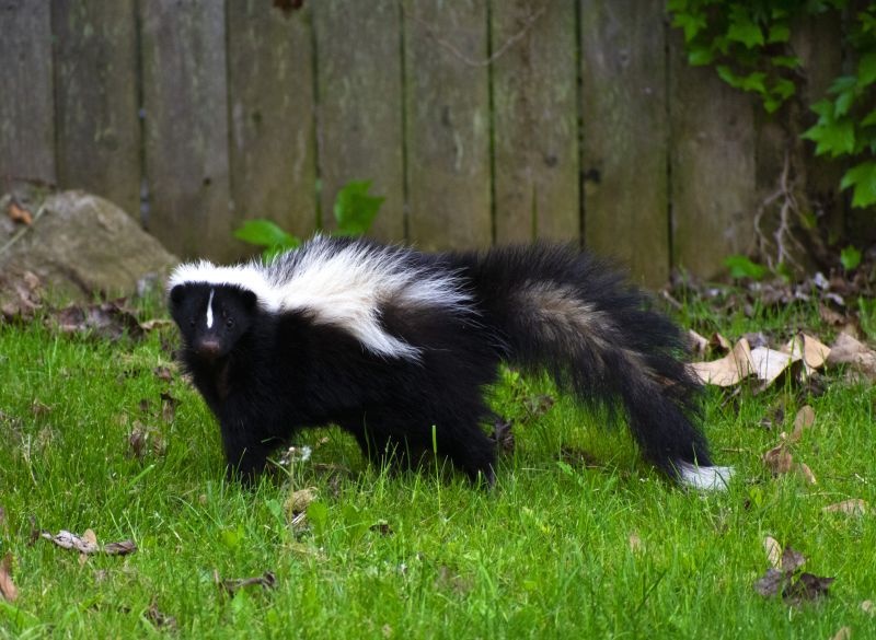Why Skunks Dig Under Concrete Slabs And Walkways