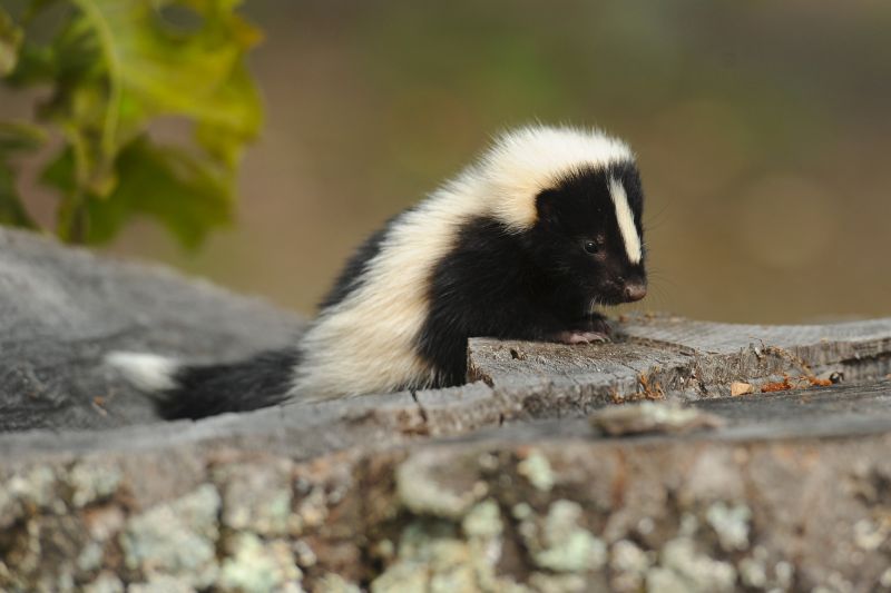 Why Skunks Dig Under Concrete Slabs And Walkways