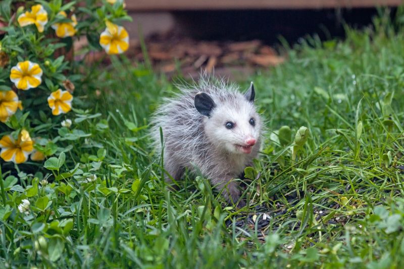 Opossum in Tree