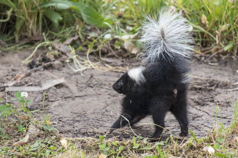 Skunk Encounter
