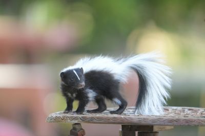Eliminate Skunks from Your Property!