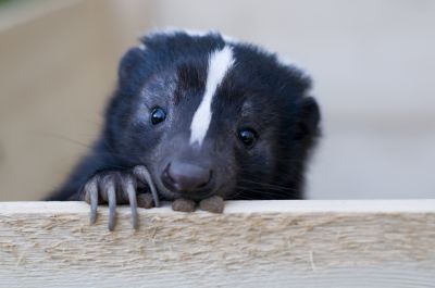 Protect Your Home from Skunks!